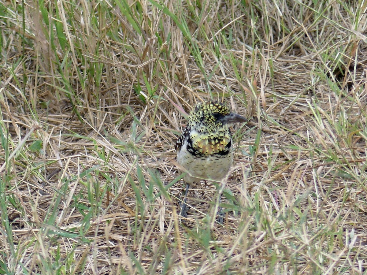 D'Arnaud's Barbet (Usambiro) - ML639556465