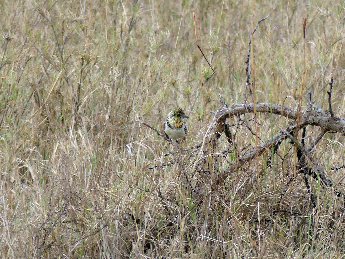D'Arnaud's Barbet (Usambiro) - ML639556466