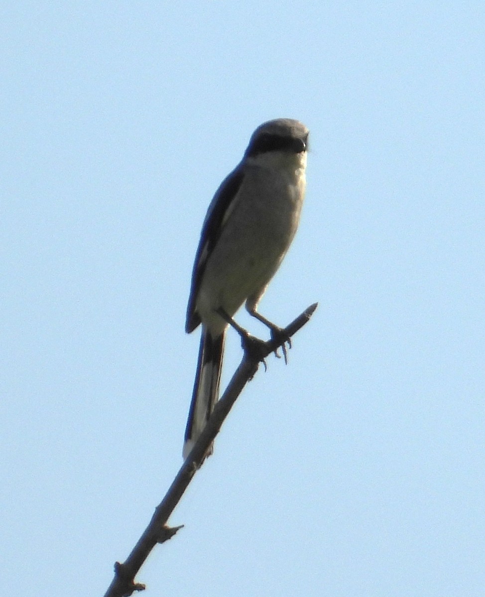 Loggerhead Shrike - ML639556490