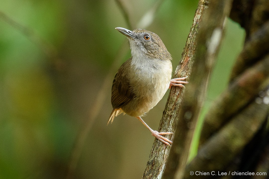 Abbott's Babbler - ML639556509