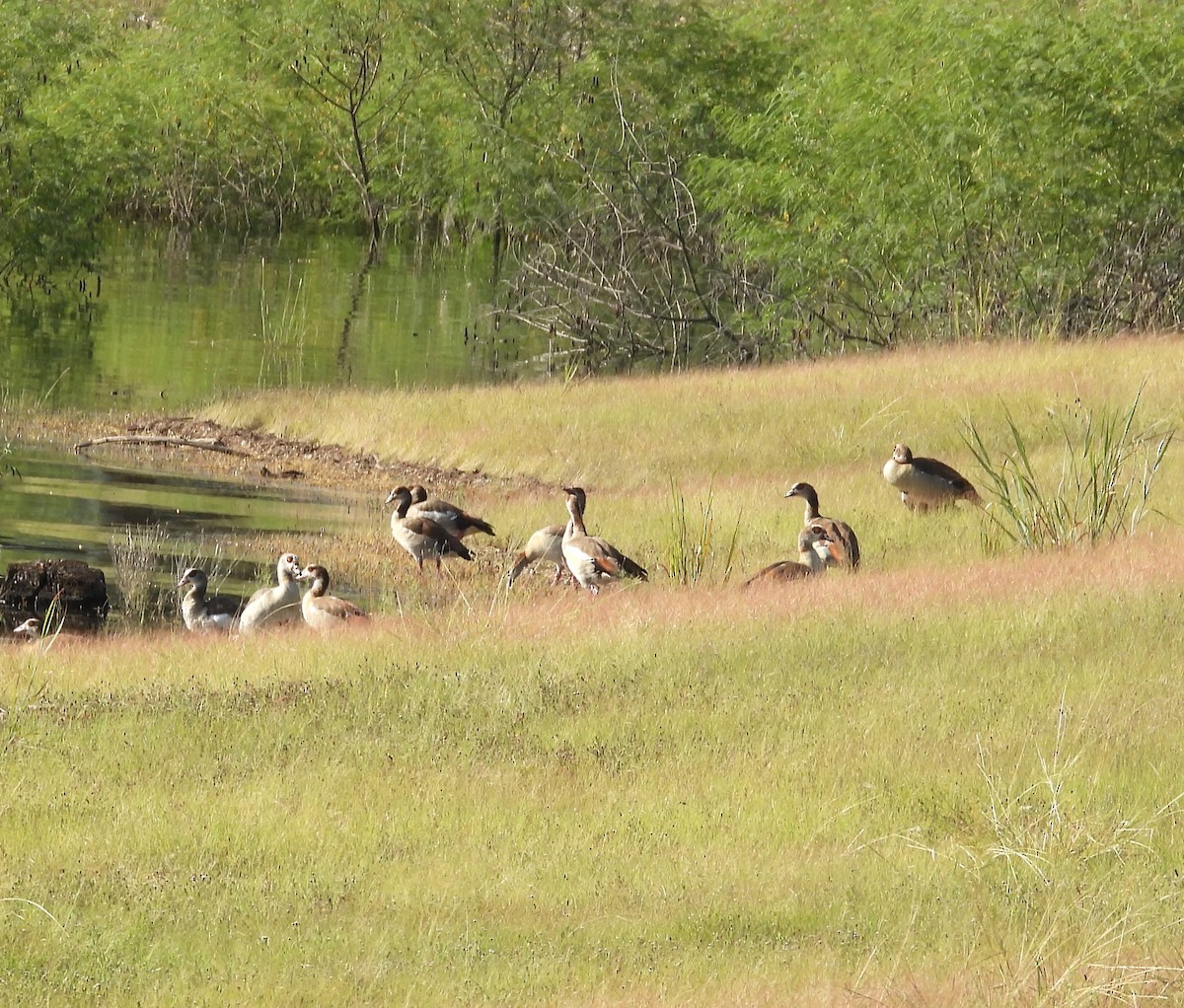 Egyptian Goose - ML639556524