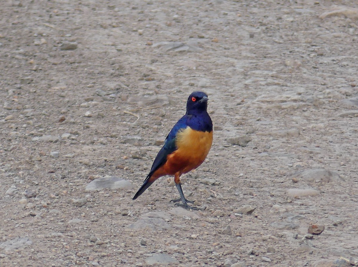 Hildebrandt's Starling - ML639556542