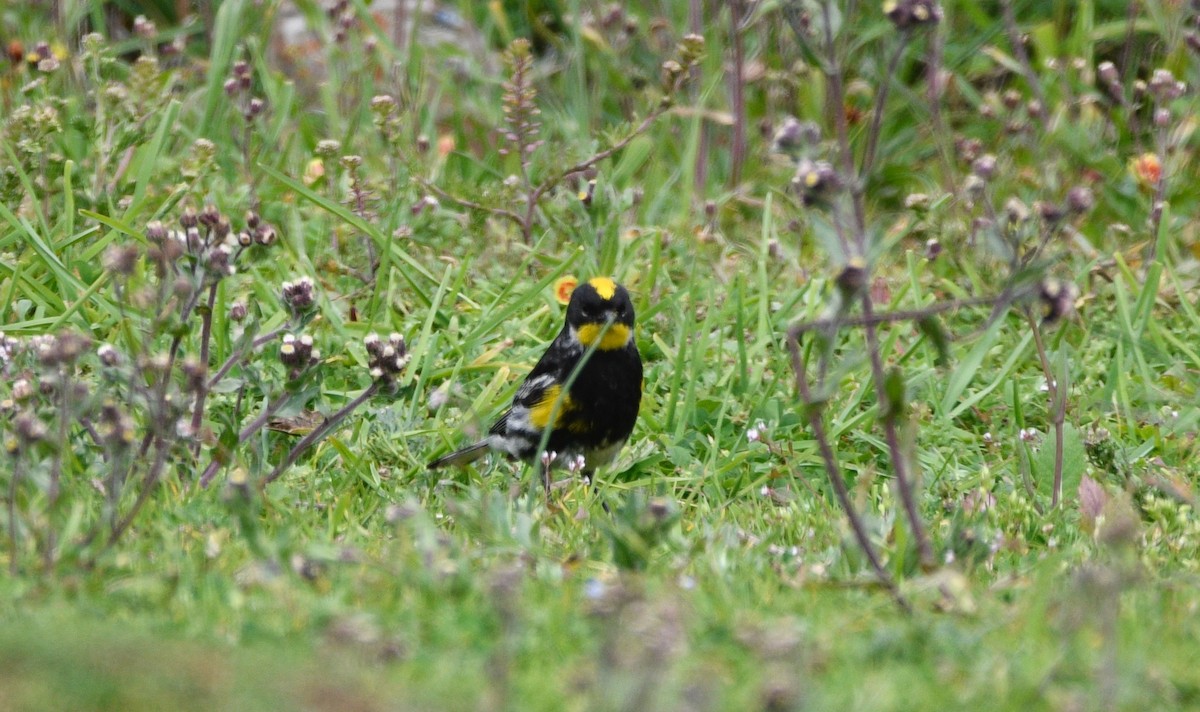 Yellow-rumped Warbler (Goldman's) - ML639556593