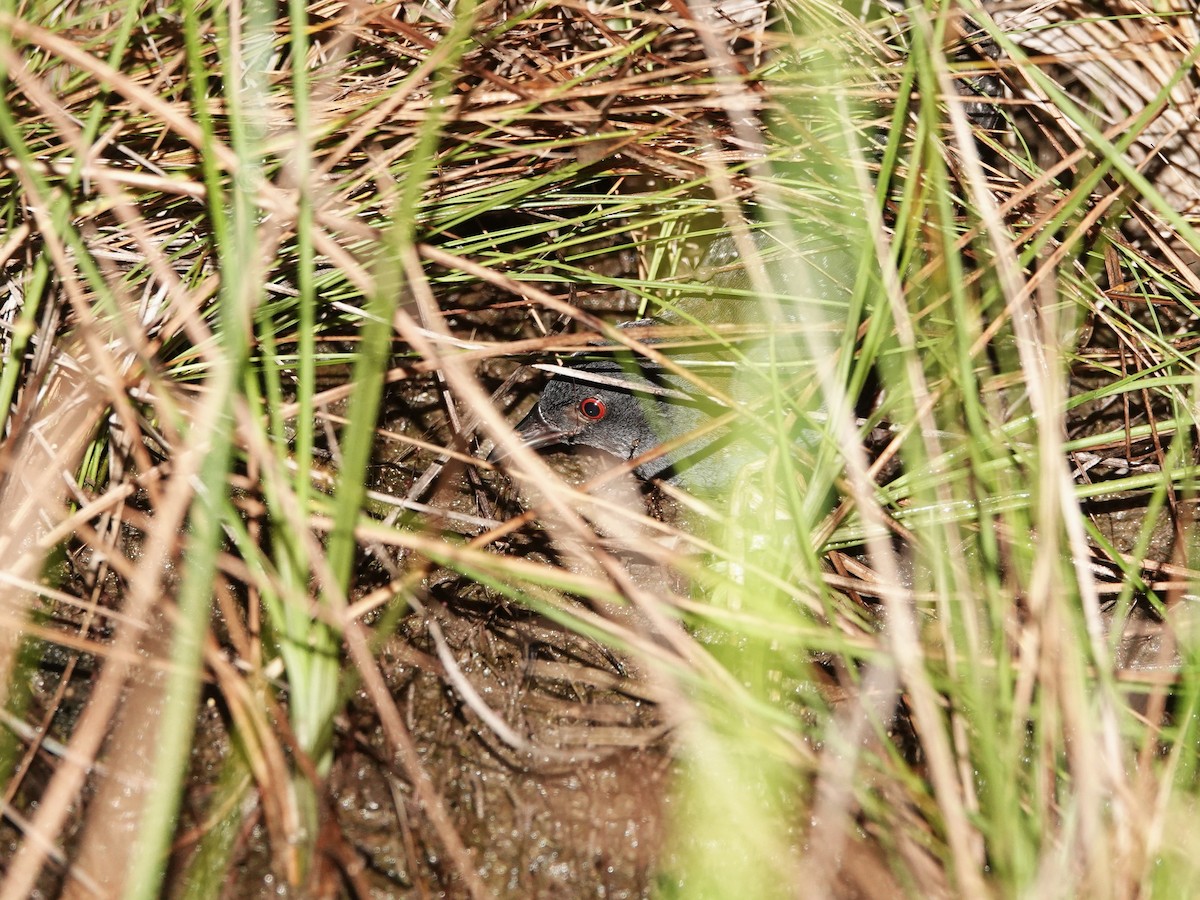 Râle noir - ML639556596