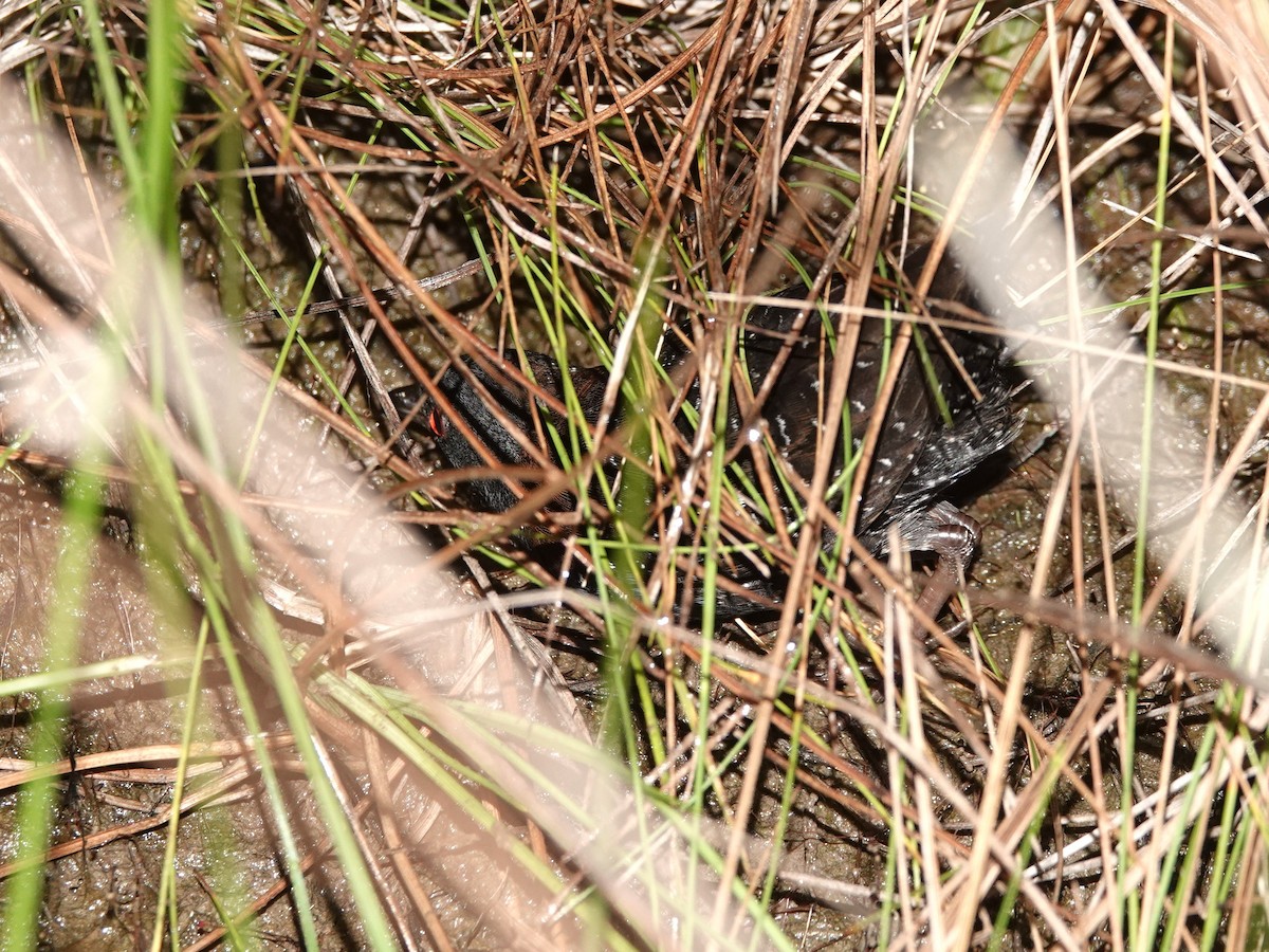 Râle noir - ML639556597