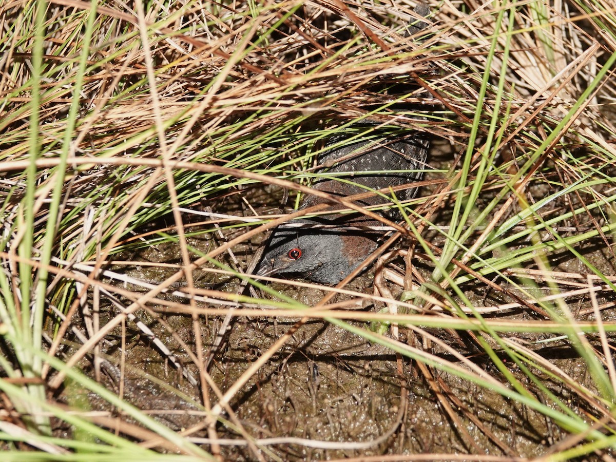 Râle noir - ML639556599