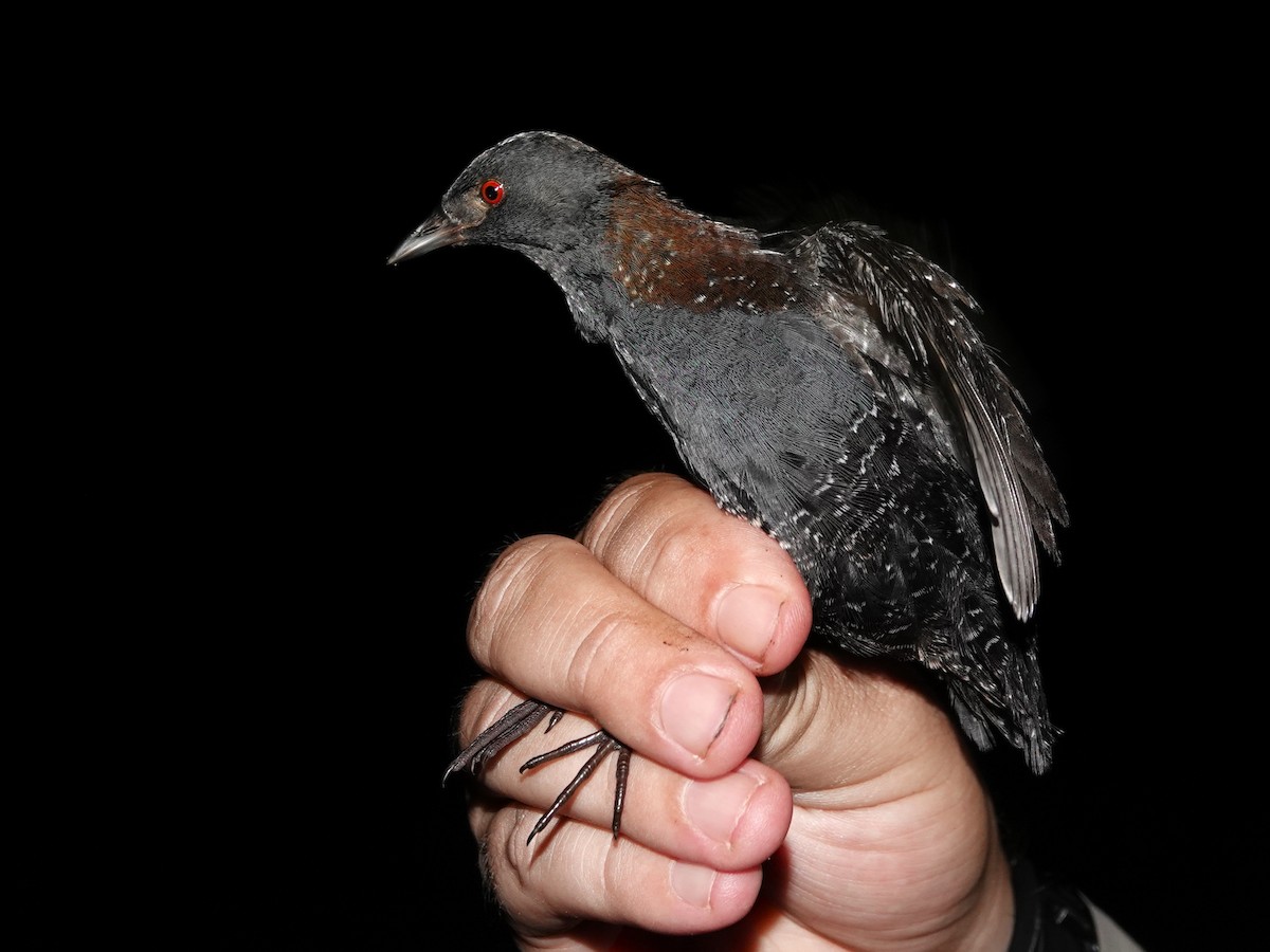 Râle noir - ML639556600