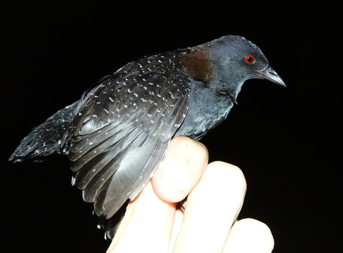 Râle noir - ML639556601