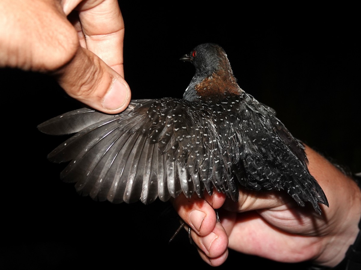 Râle noir - ML639556605