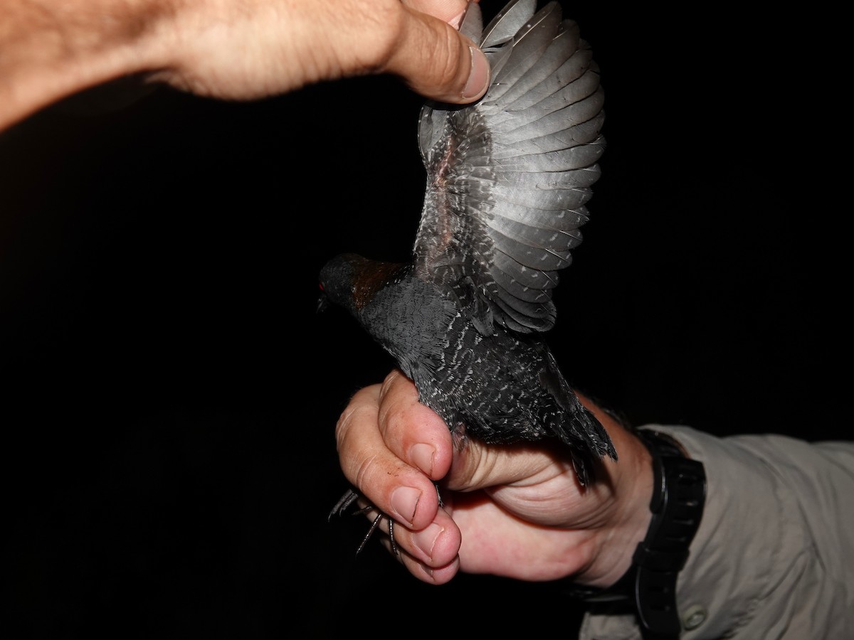 Râle noir - ML639556606