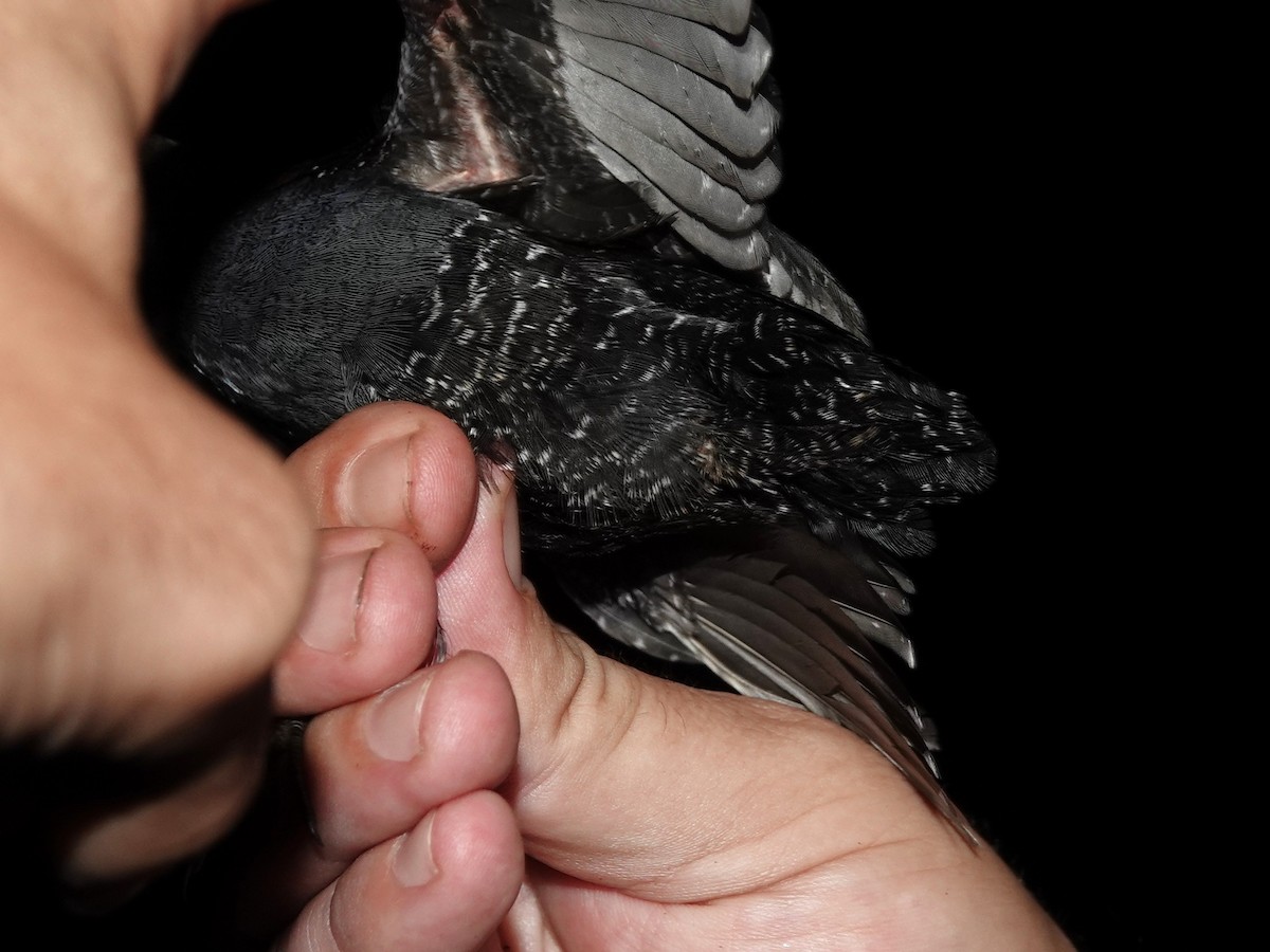 Râle noir - ML639556608