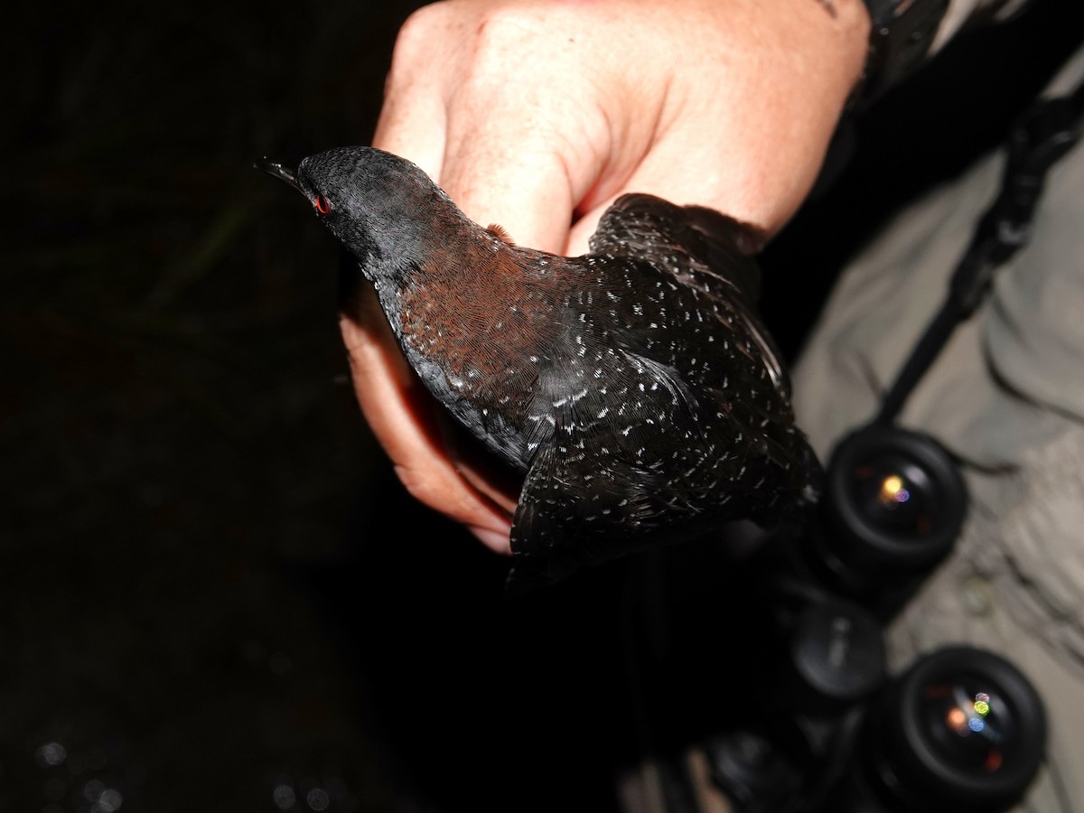 Râle noir - ML639556609