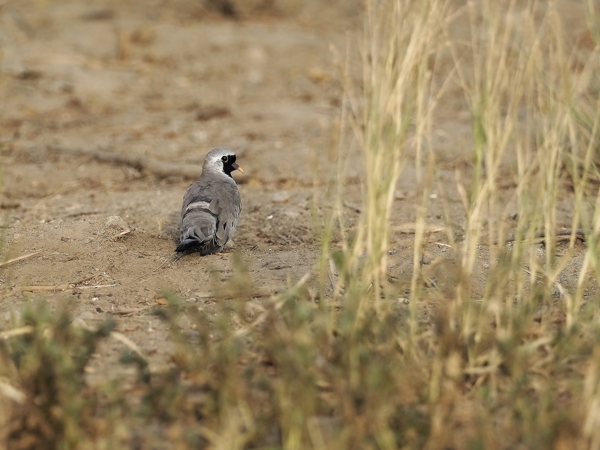 Namaqua Dove - ML639556683