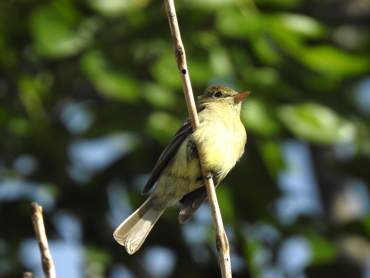 vestempid (occidentalis/hellmayri) (cordilleraempid) - ML639556747