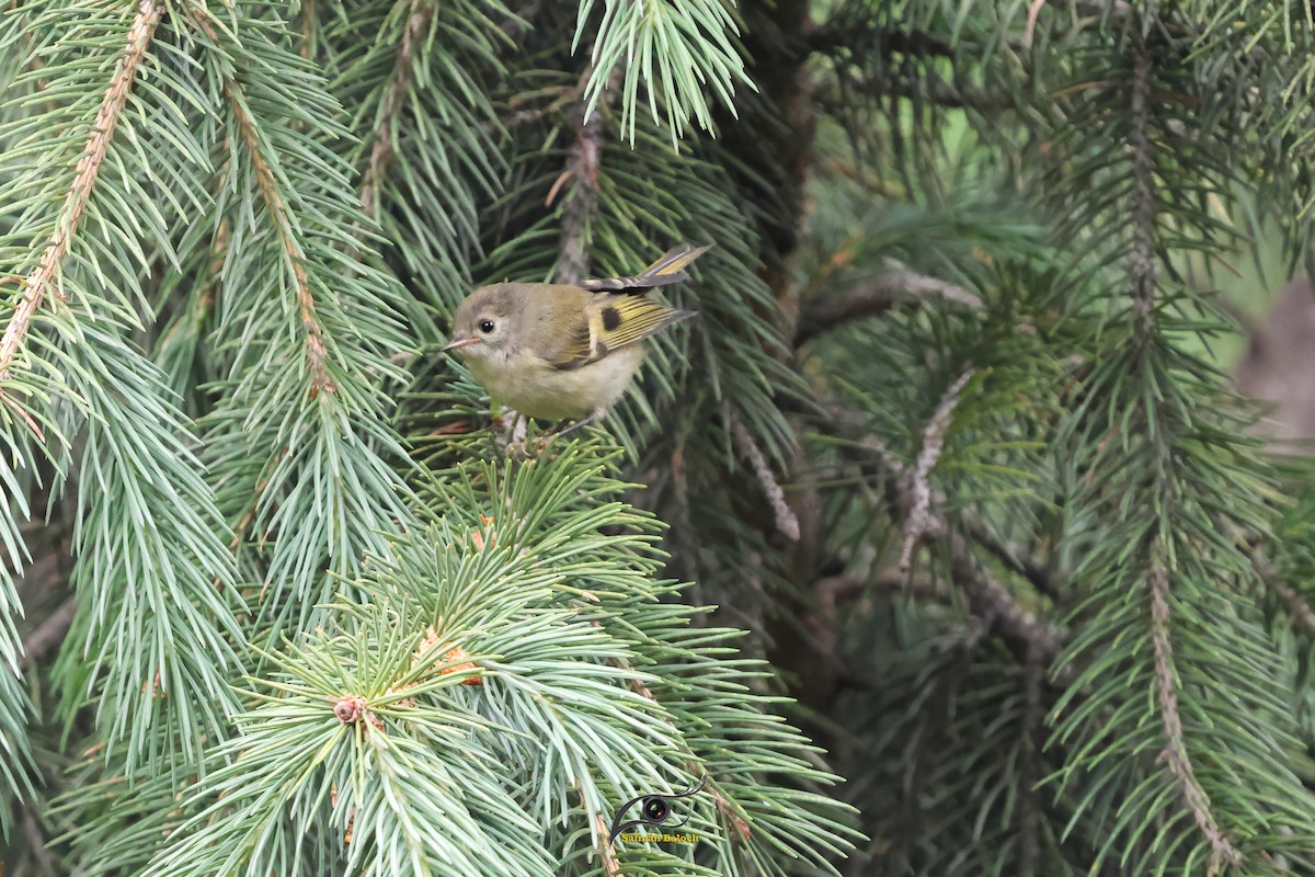 Goldcrest - ML639556825