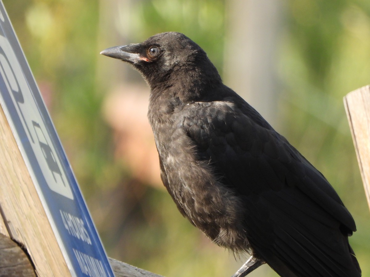 American Crow - ML639556848