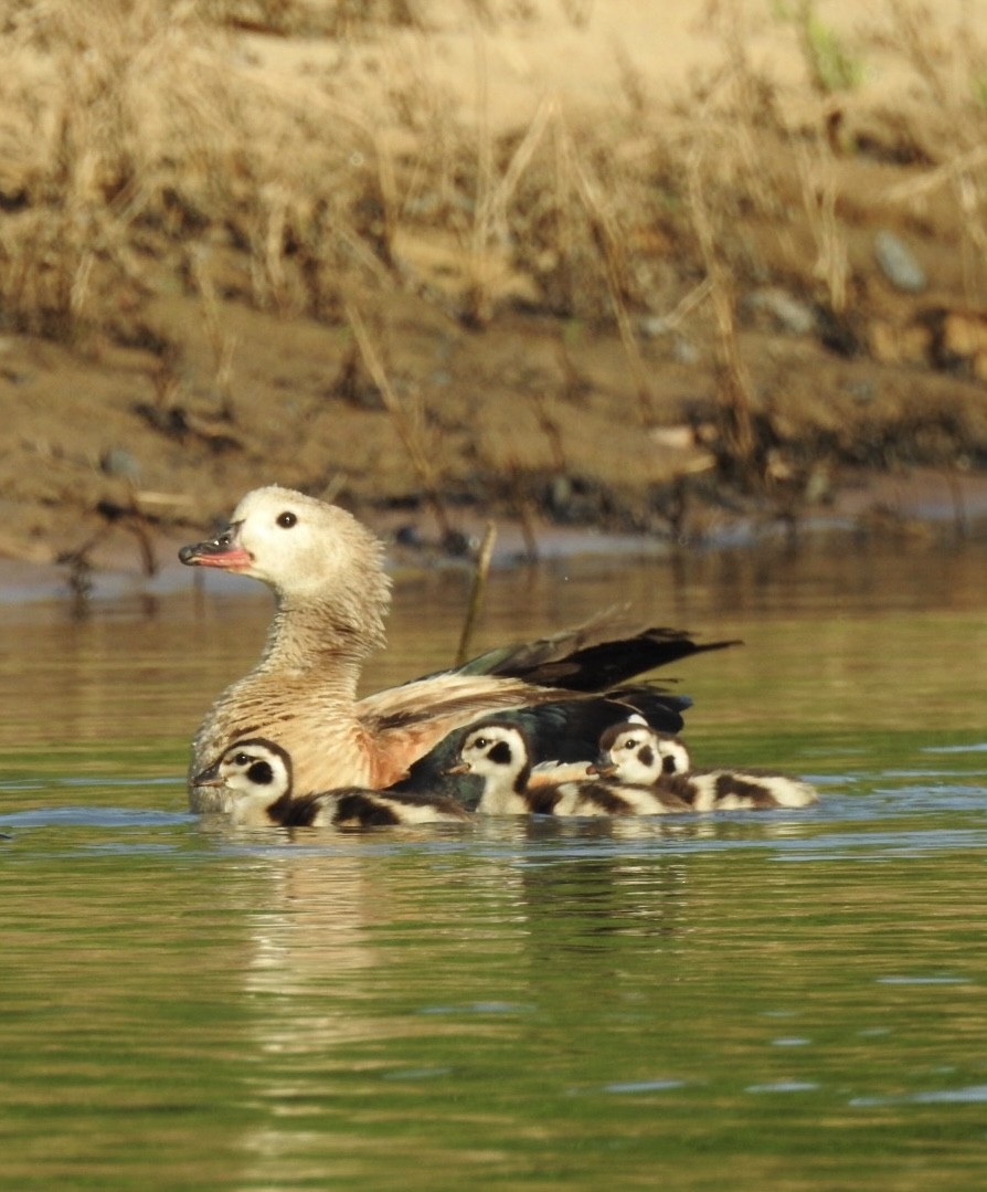 Orinoco Goose - ML639556866