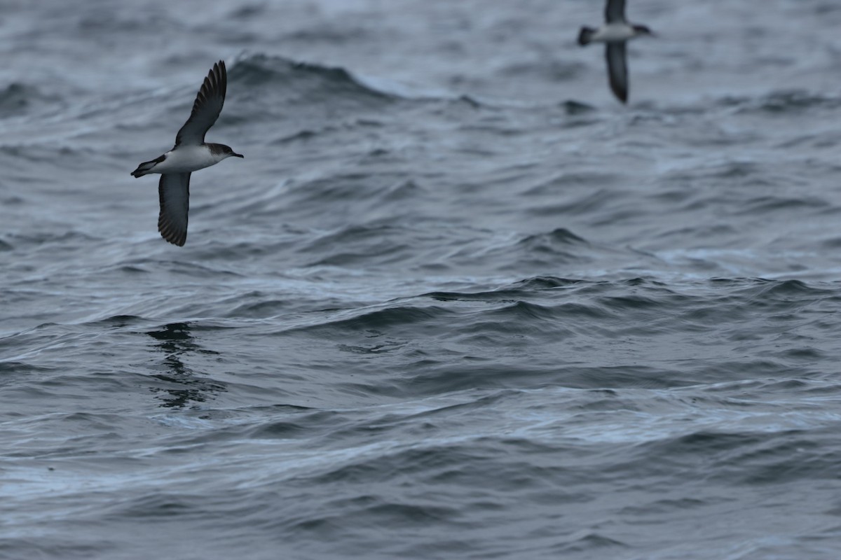 Manx Shearwater - ML639556883