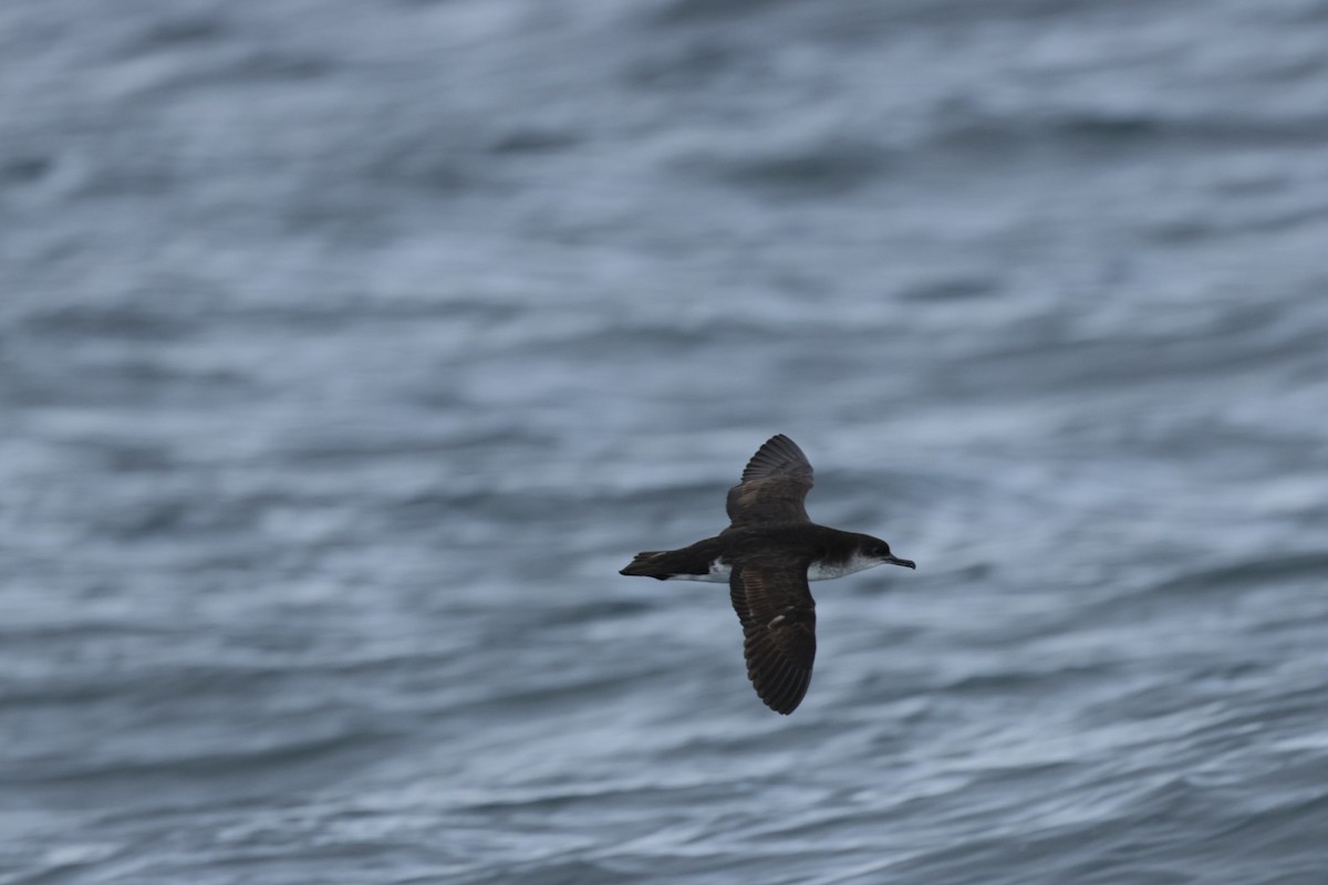Manx Shearwater - ML639556884