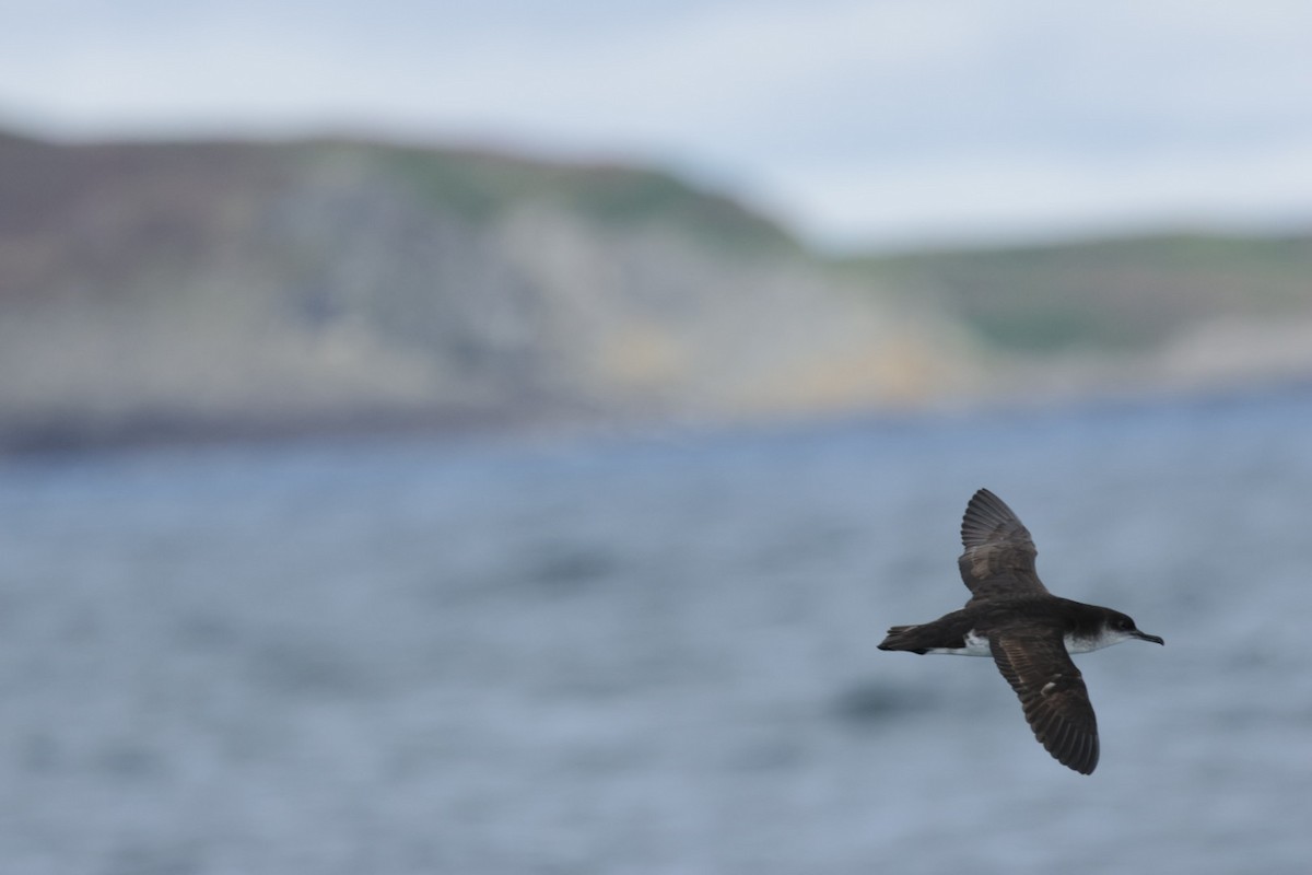 Manx Shearwater - ML639556885