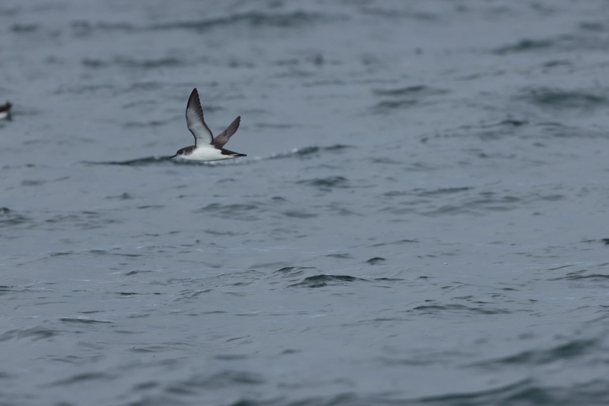 Manx Shearwater - ML639556886