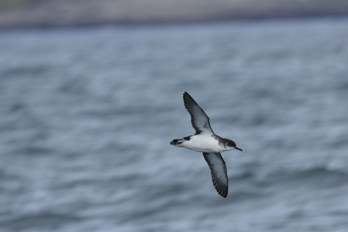 Manx Shearwater - ML639556887