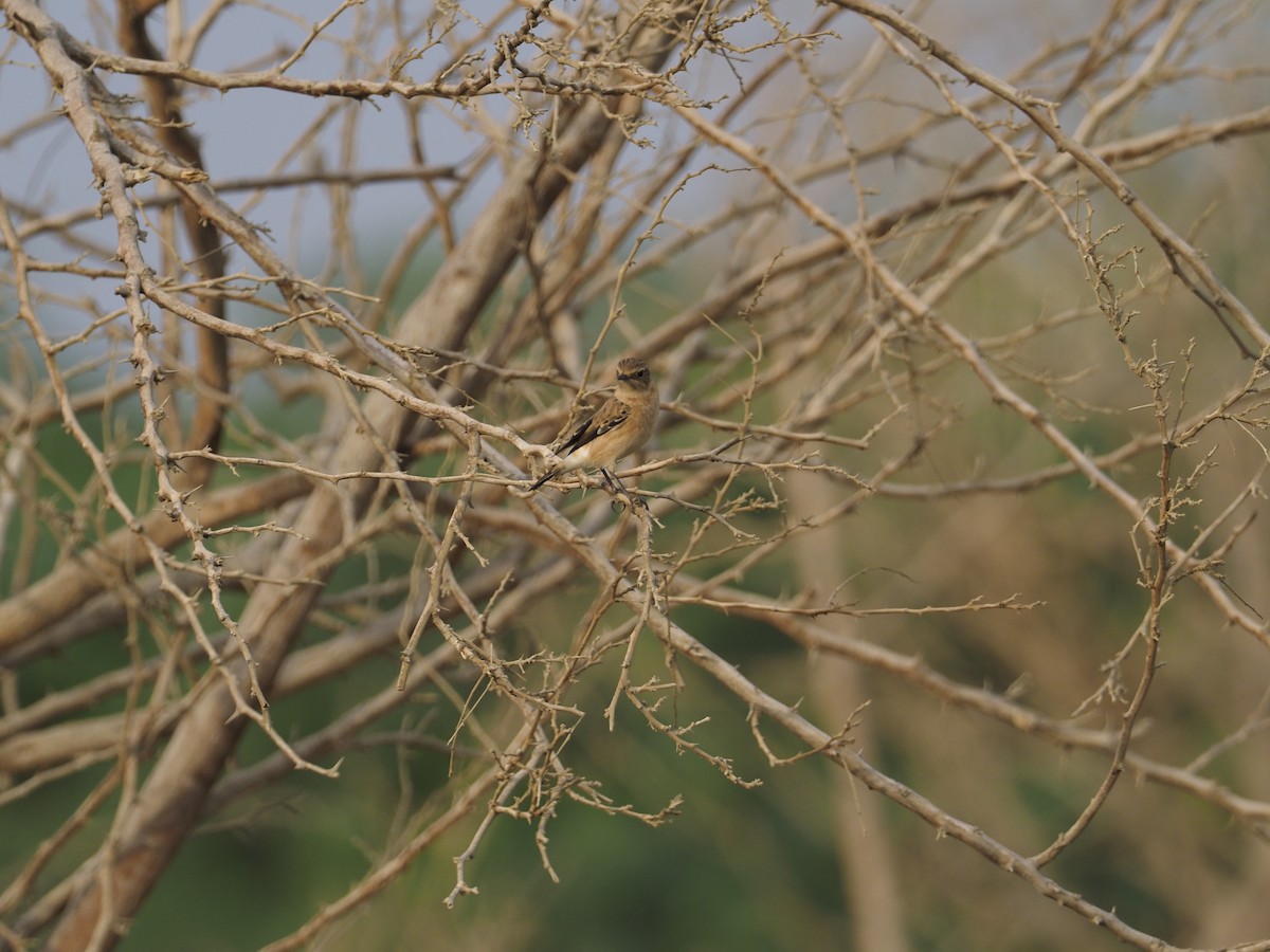 Siberian Stonechat (Caspian) - ML639556950