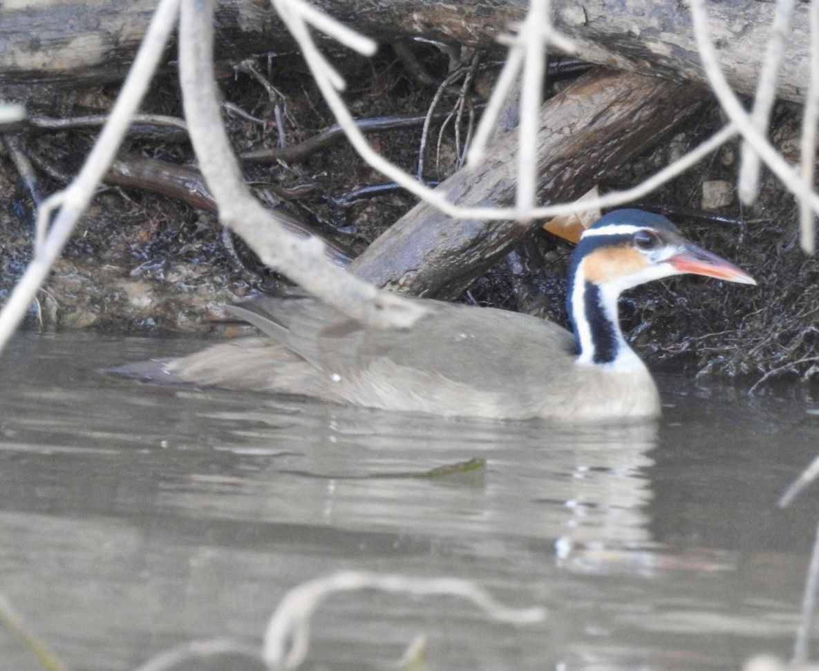 Sungrebe - ML639556966