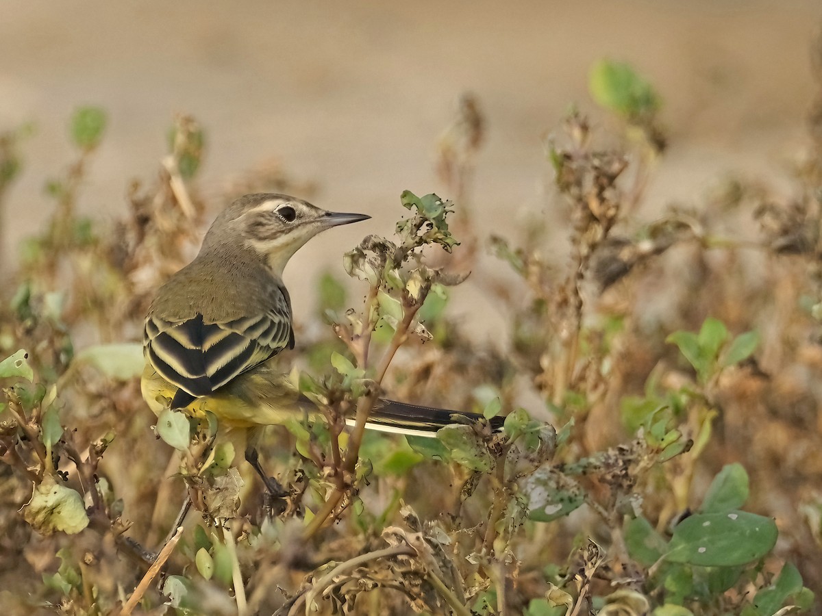 Western Yellow Wagtail (thunbergi) - ML639556968