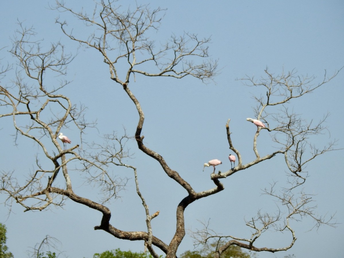 Roseate Spoonbill - ML639556990