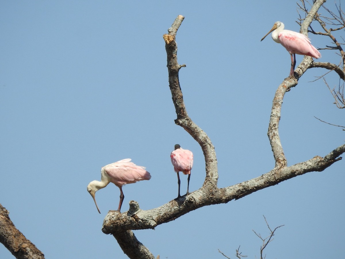 Roseate Spoonbill - ML639556991