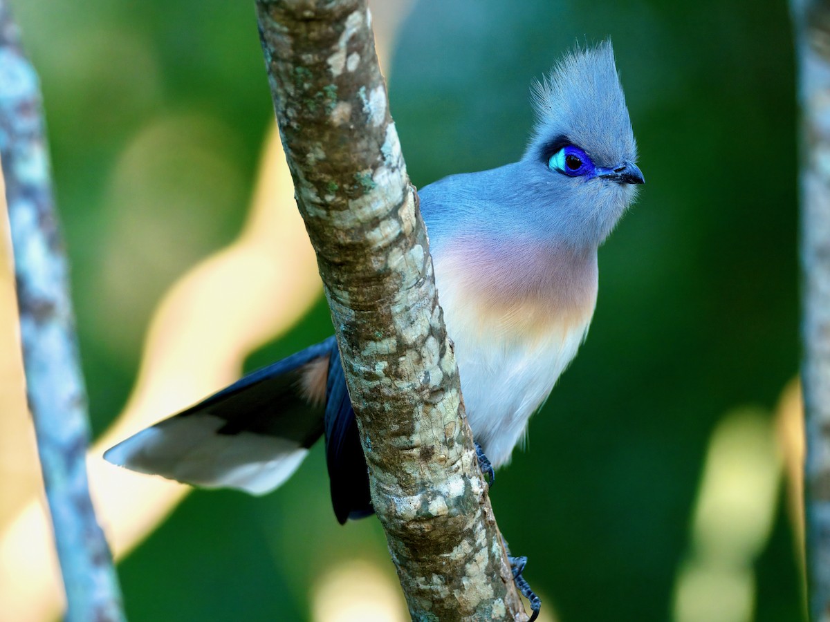 Crested Coua - ML639557034