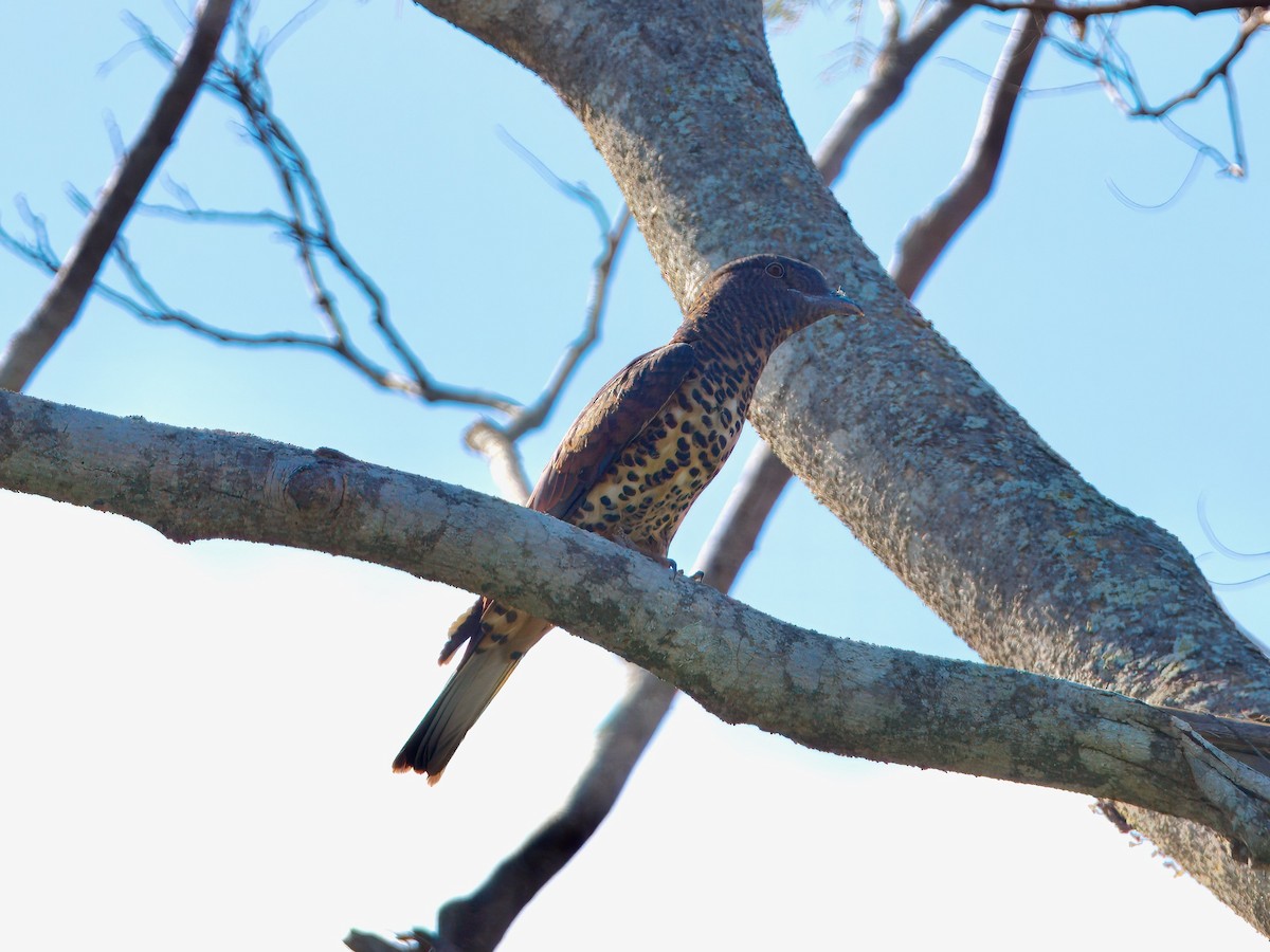 Cuckoo-roller - ML639557039