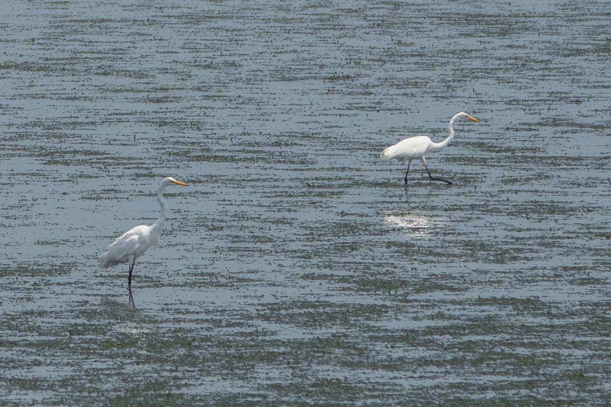 volavka bílá - ML639557057