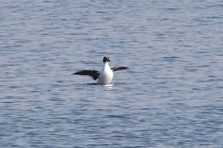 Common Goldeneye x Smew (hybrid) - eBird