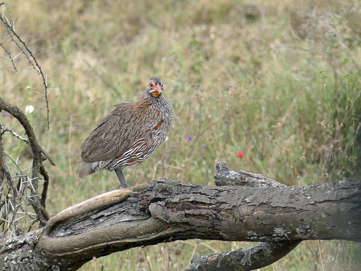 Gray-breasted Spurfowl - ML639557124