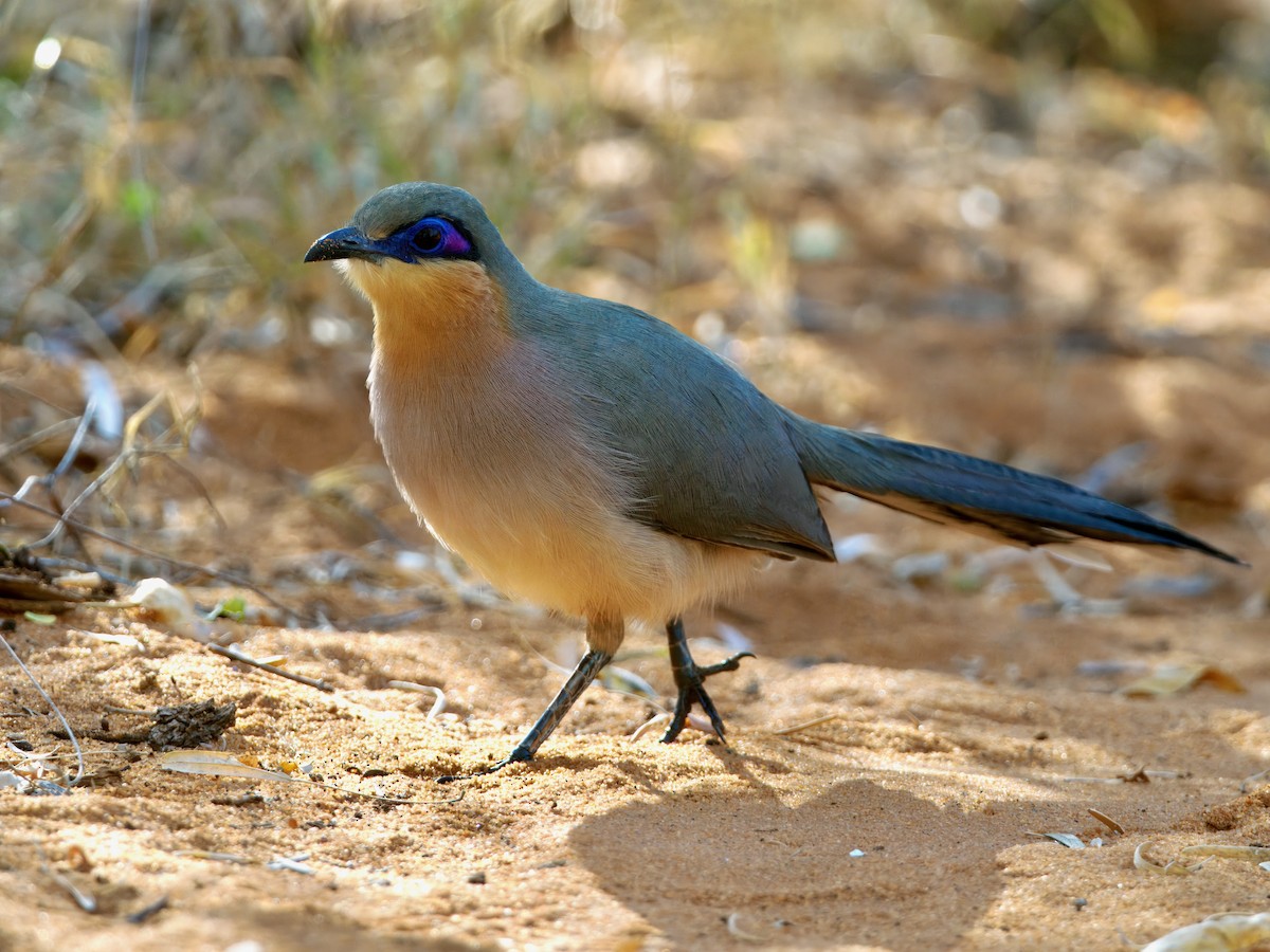 ハシリジカッコウ - ML639557128