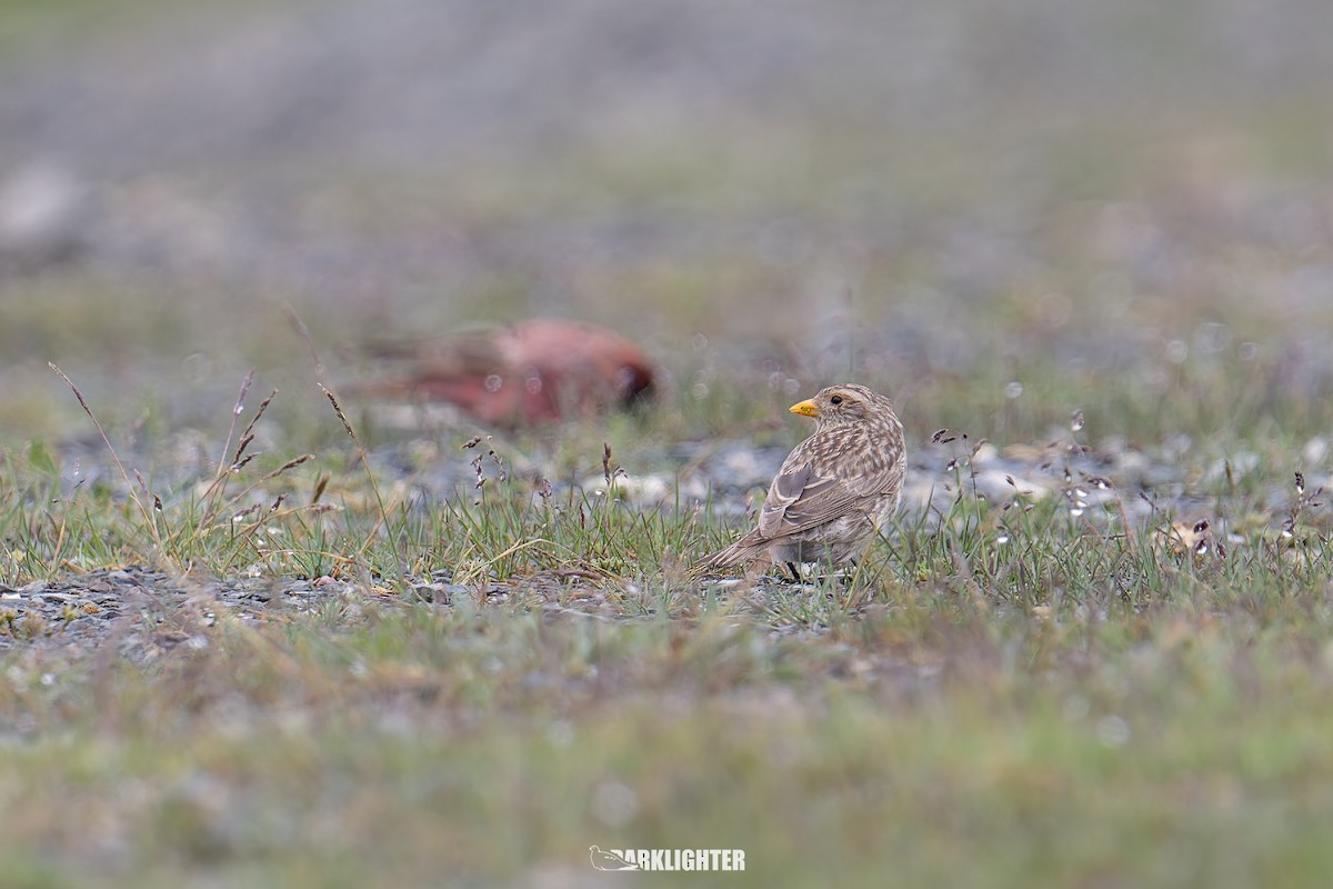 ハネナガマシコ - ML639557159