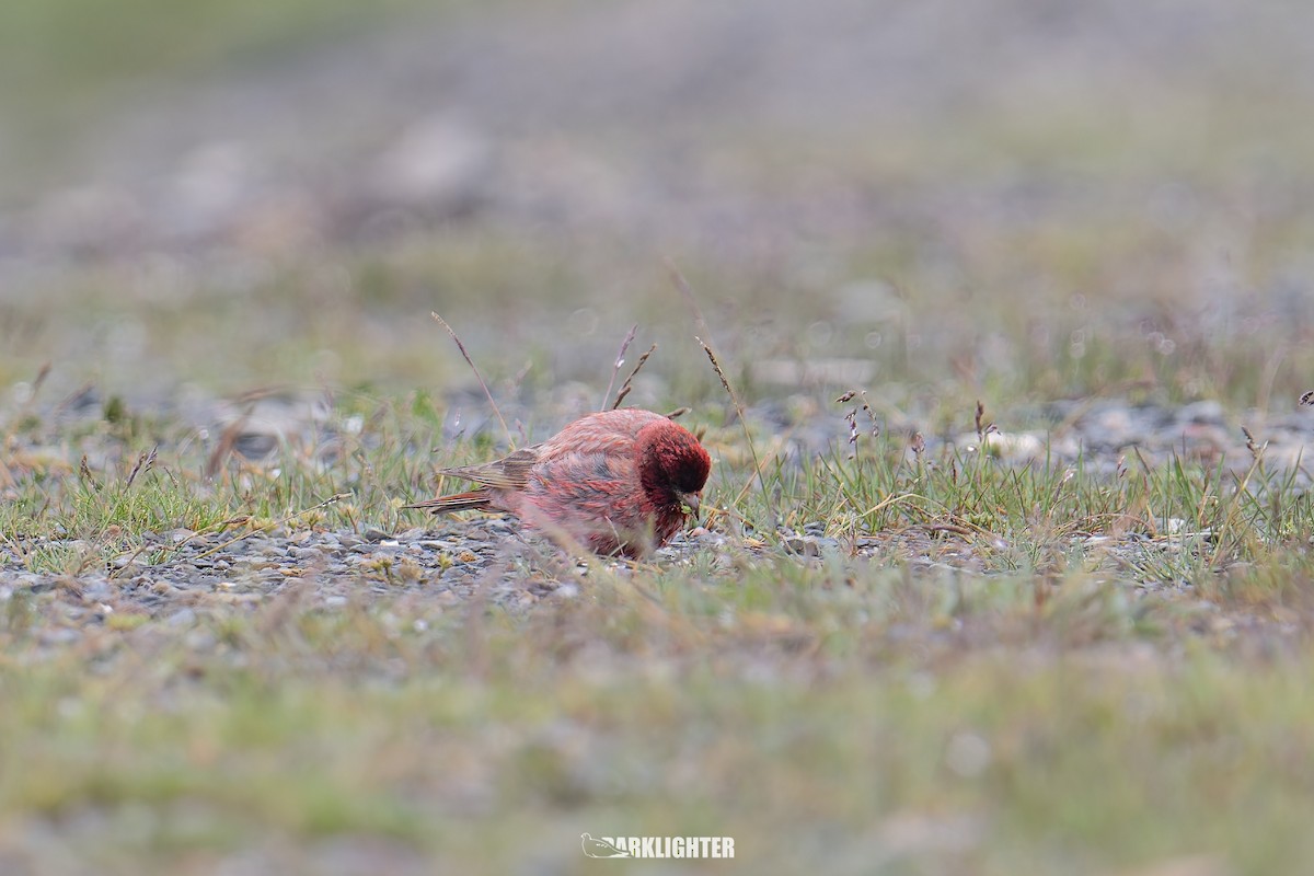 ハネナガマシコ - ML639557160