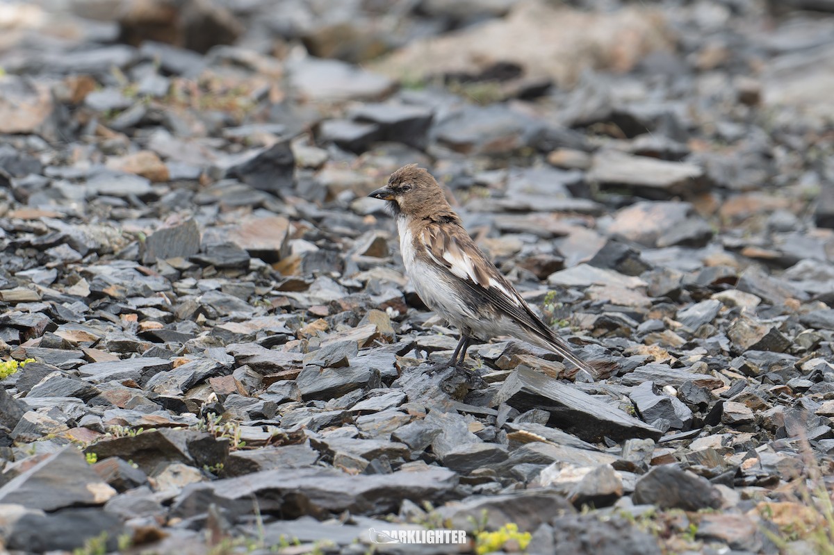 Tibetan Snowfinch - ML639557168