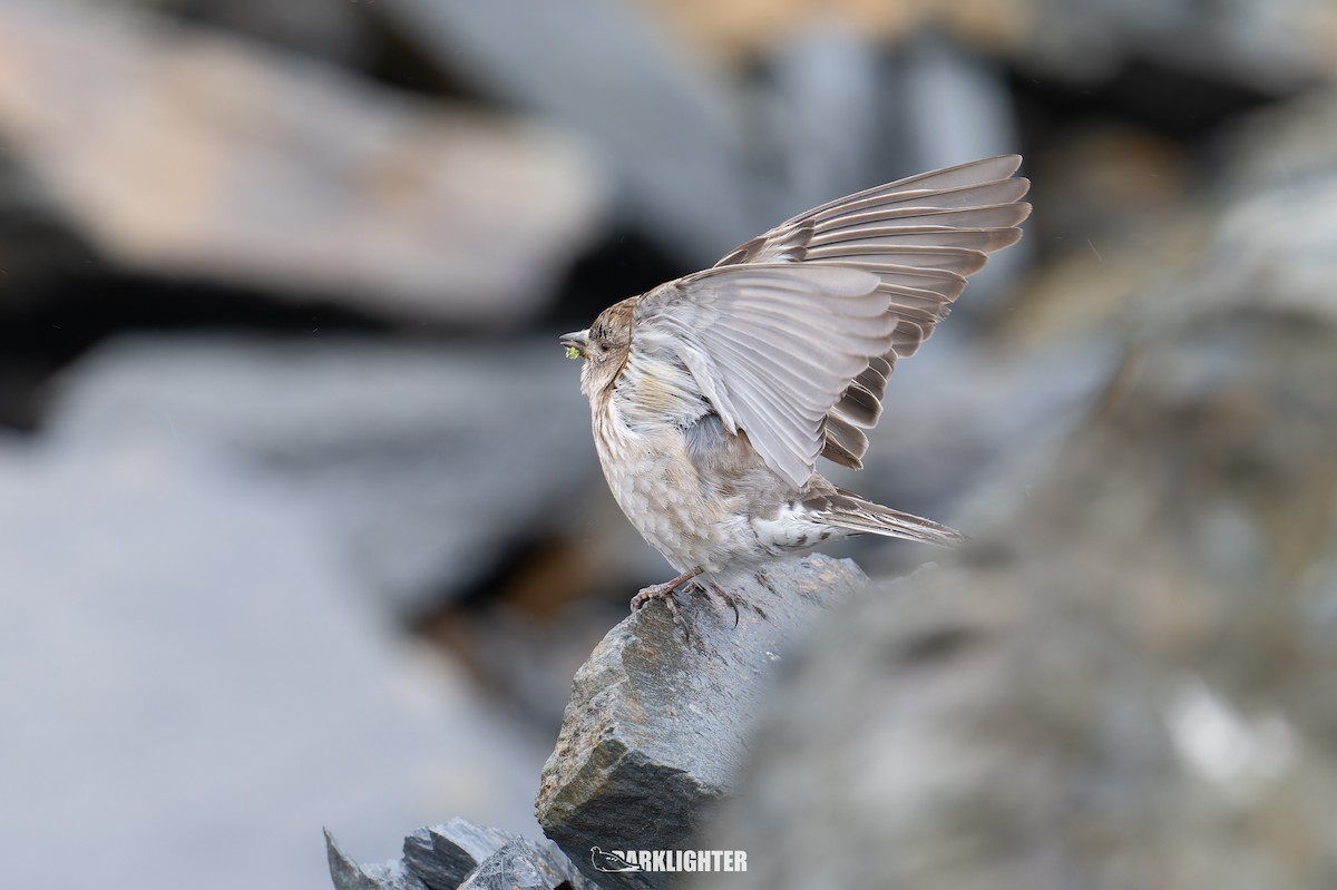 Tibetan Snowfinch - ML639557169