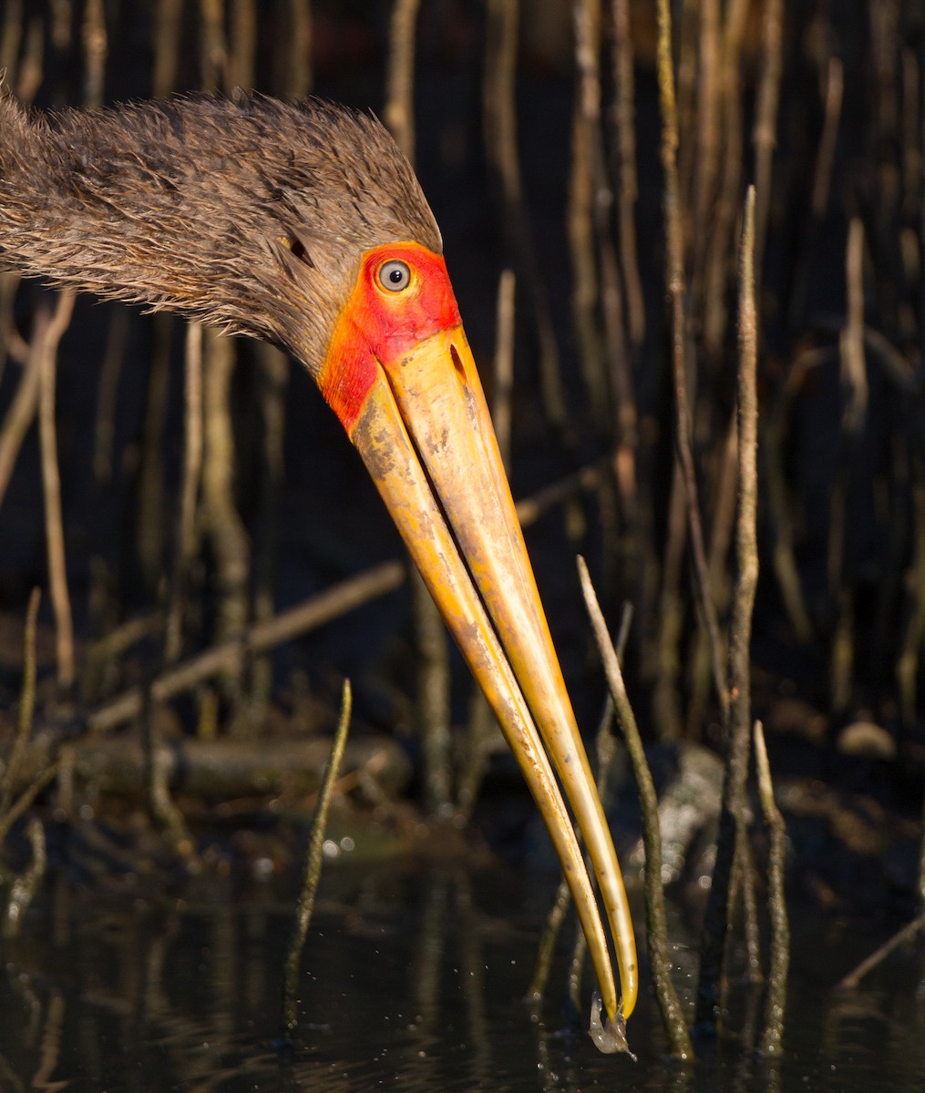 Yellow-billed Stork - ML639557170