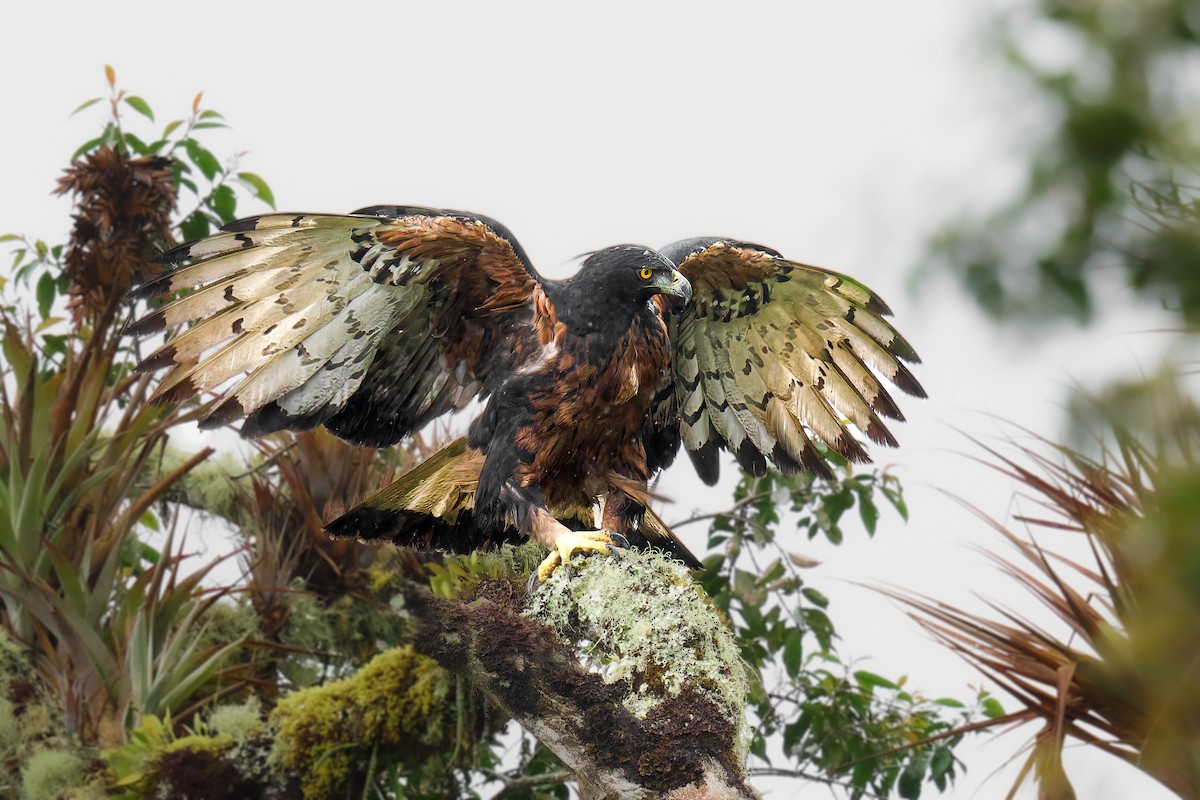 Black-and-chestnut Eagle - ML639557286