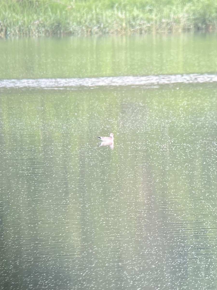 Sabine's Gull - ML639557290