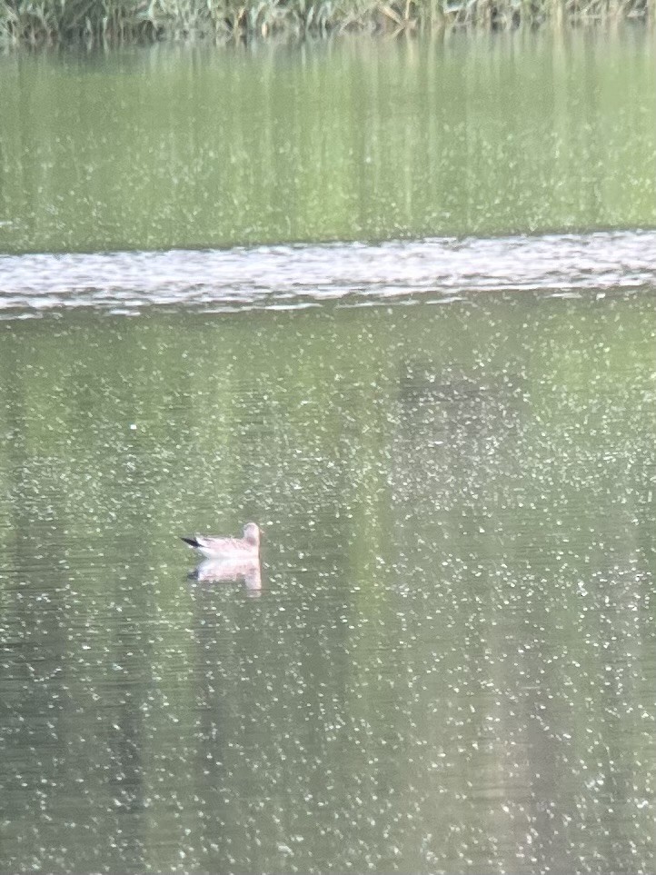 Sabine's Gull - ML639557294