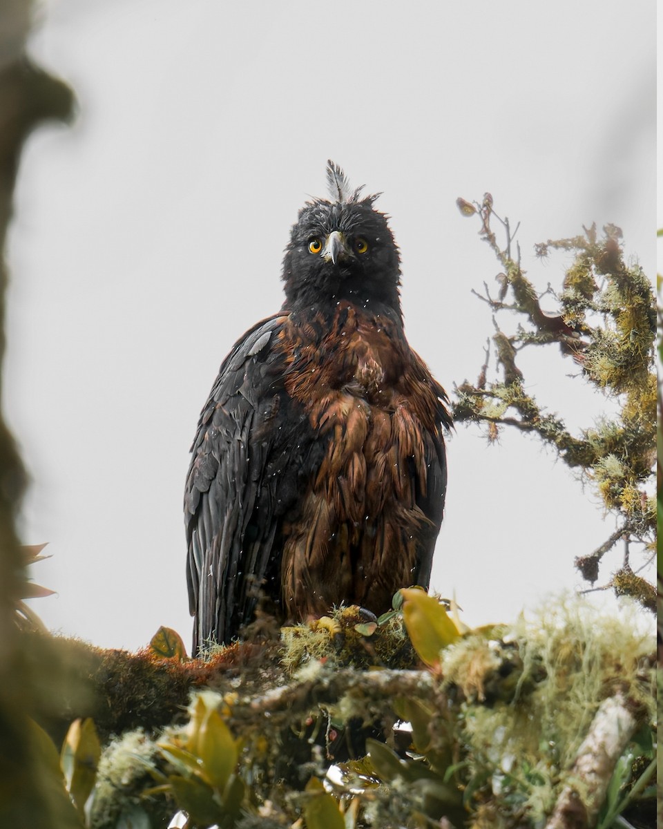 Black-and-chestnut Eagle - ML639557302