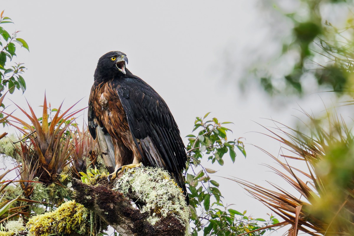 Black-and-chestnut Eagle - ML639557308