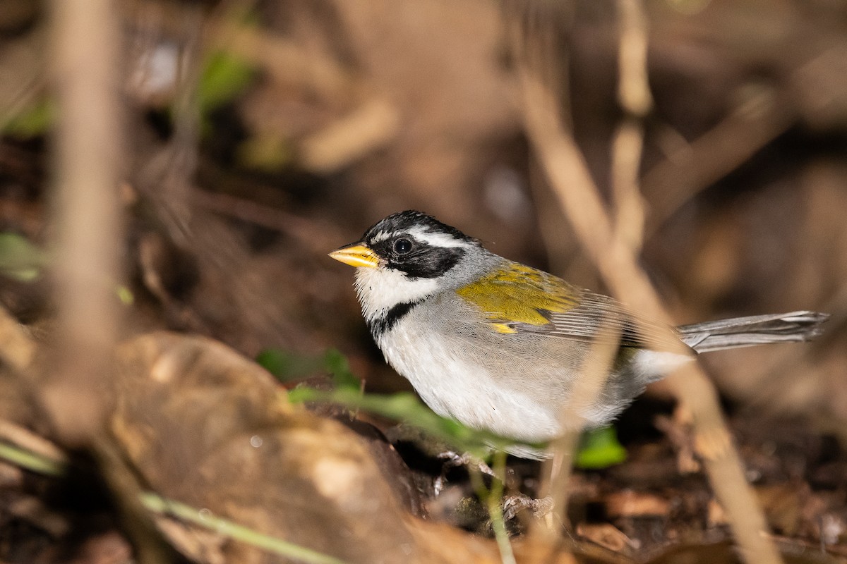 Moss-backed Sparrow - ML639557328