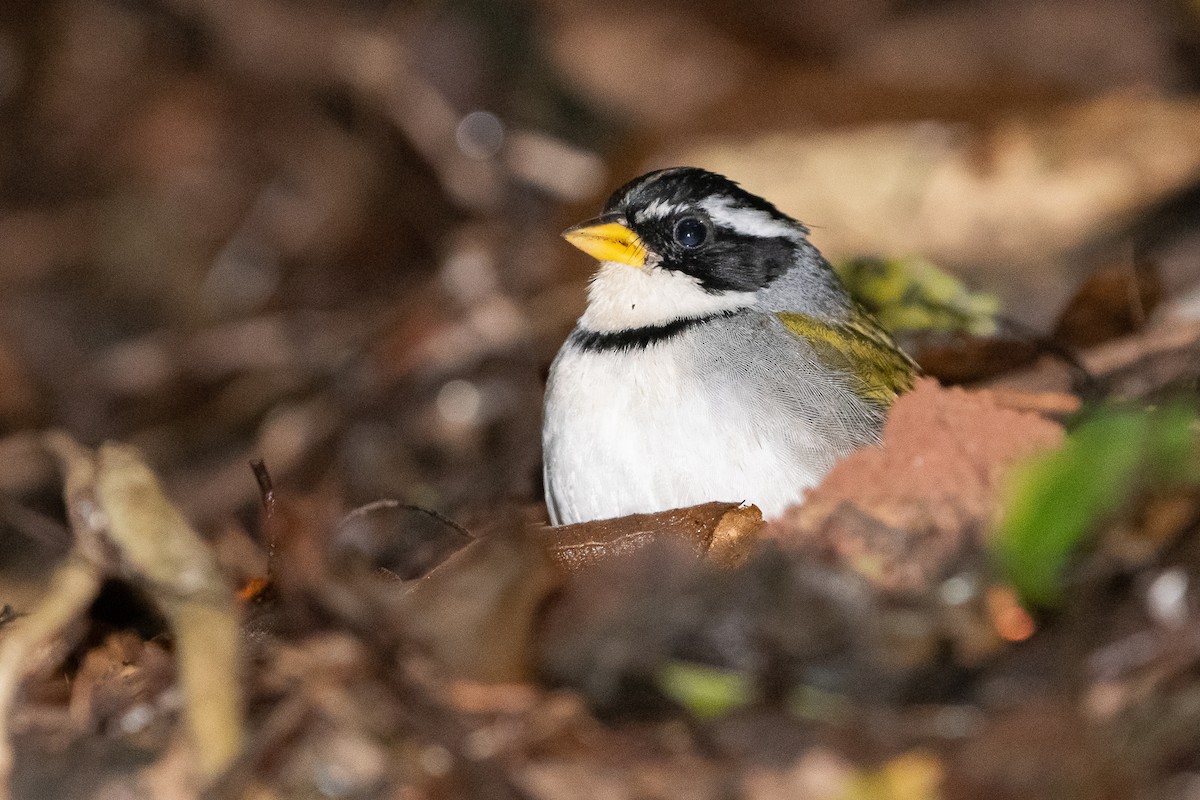 Moss-backed Sparrow - ML639557329