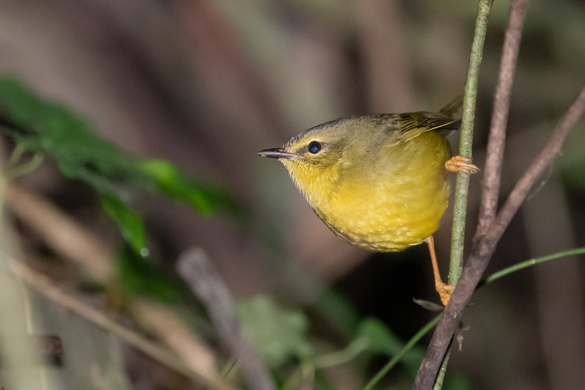 Two-banded Warbler - ML639557336